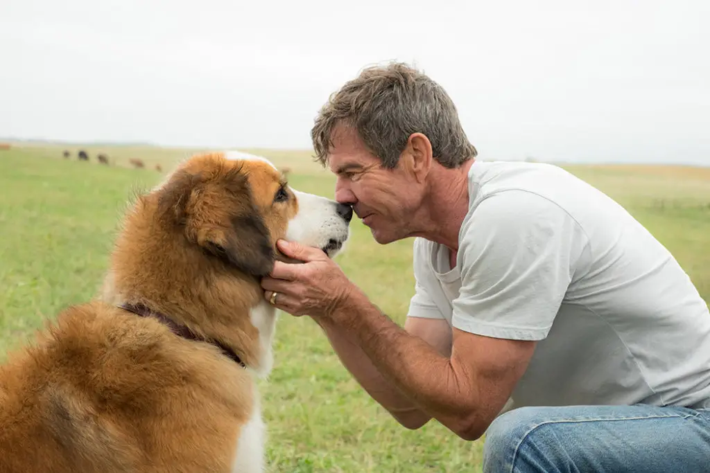 A DOG’S PURPOSE: A Feeble Bark Into The Void