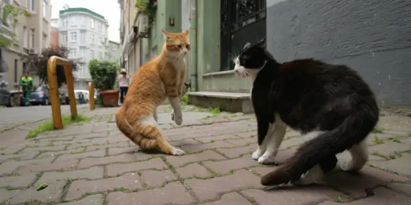 KEDI: The Film We All Need