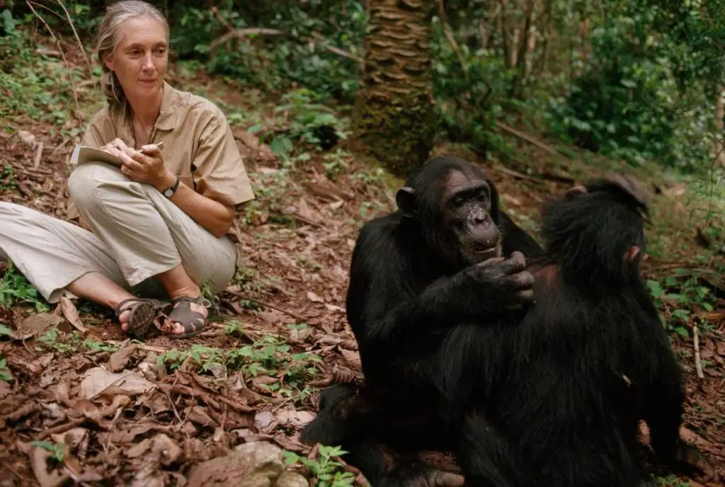 Chimps, Oscar Snubs & Favorite Films With Dr. Jane Goodall