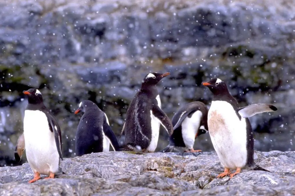 THE PENGUIN COUNTERS: A Persnickety Penguin Story