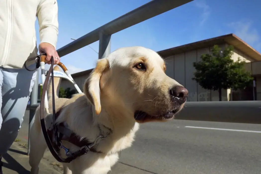 PICK OF THE LITTER: A Simple, But Still Heartwarming “Dogumentary”