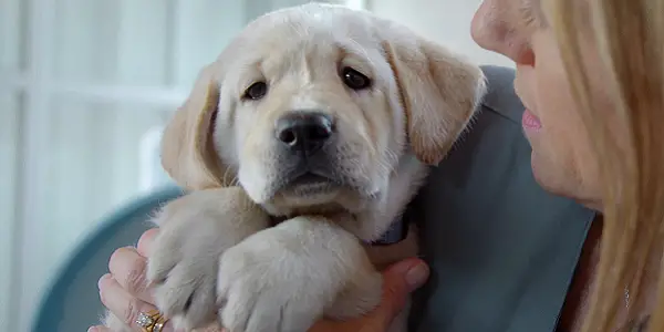 PICK OF THE LITTER: A Simple, But Still Heartwarming “Dogumentary”