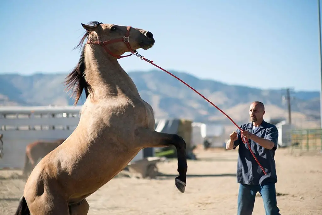 Sundance Film Festival 2019 Report 9: THE SHARKS, THE MUSTANG & AFTER THE WEDDING