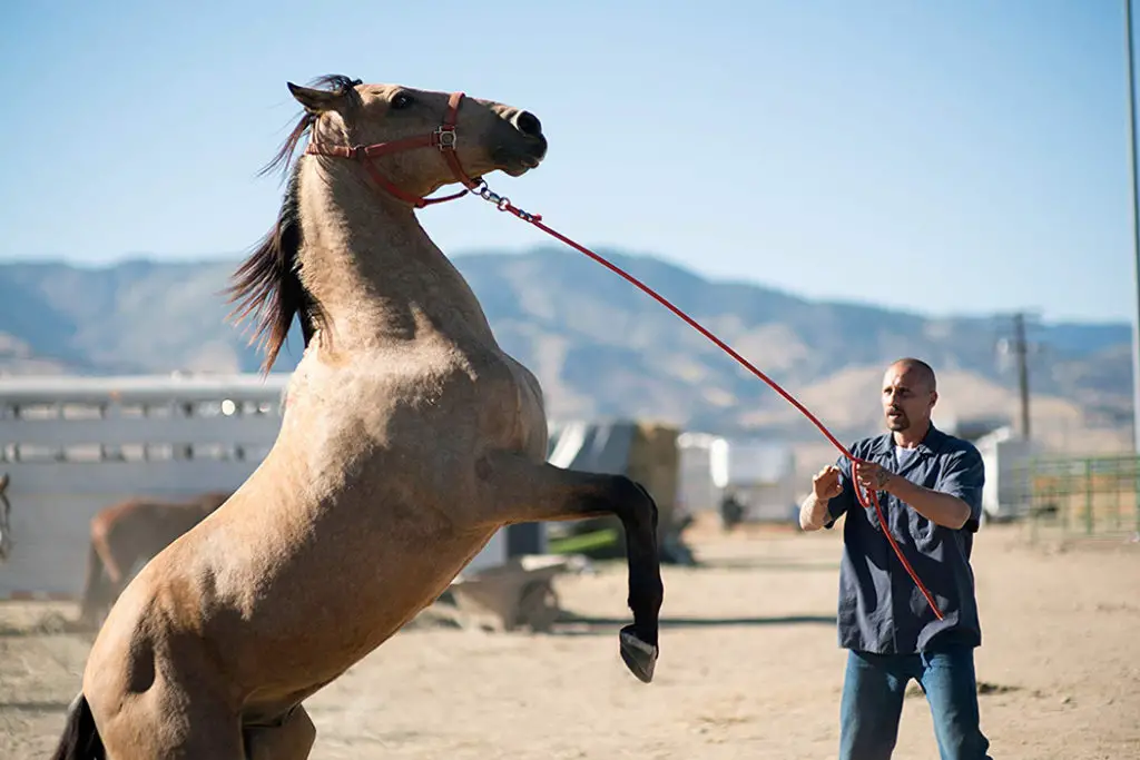 THE MUSTANG: A Prison Drama That Breaks Even The Coldest Heart