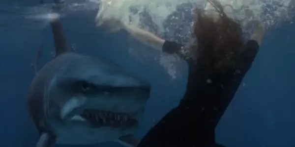 Sharks In Cinema & Environmental Anxieties: From JAWS To THE MEG