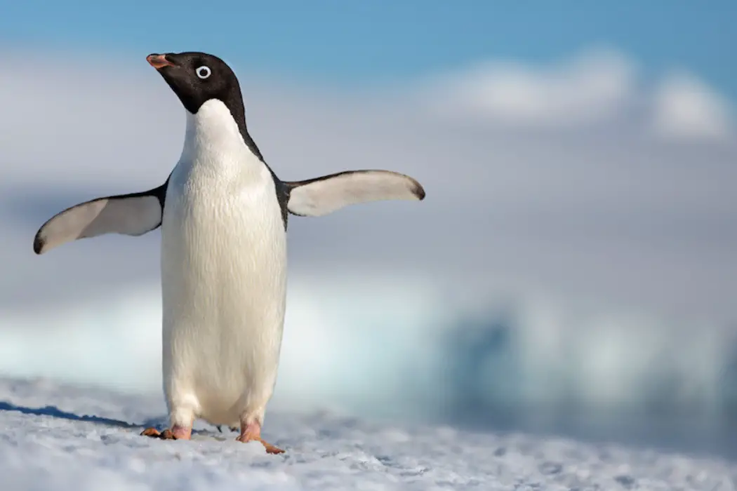 PENGUINS: Stirring Warmness In Below Freezing Conditions