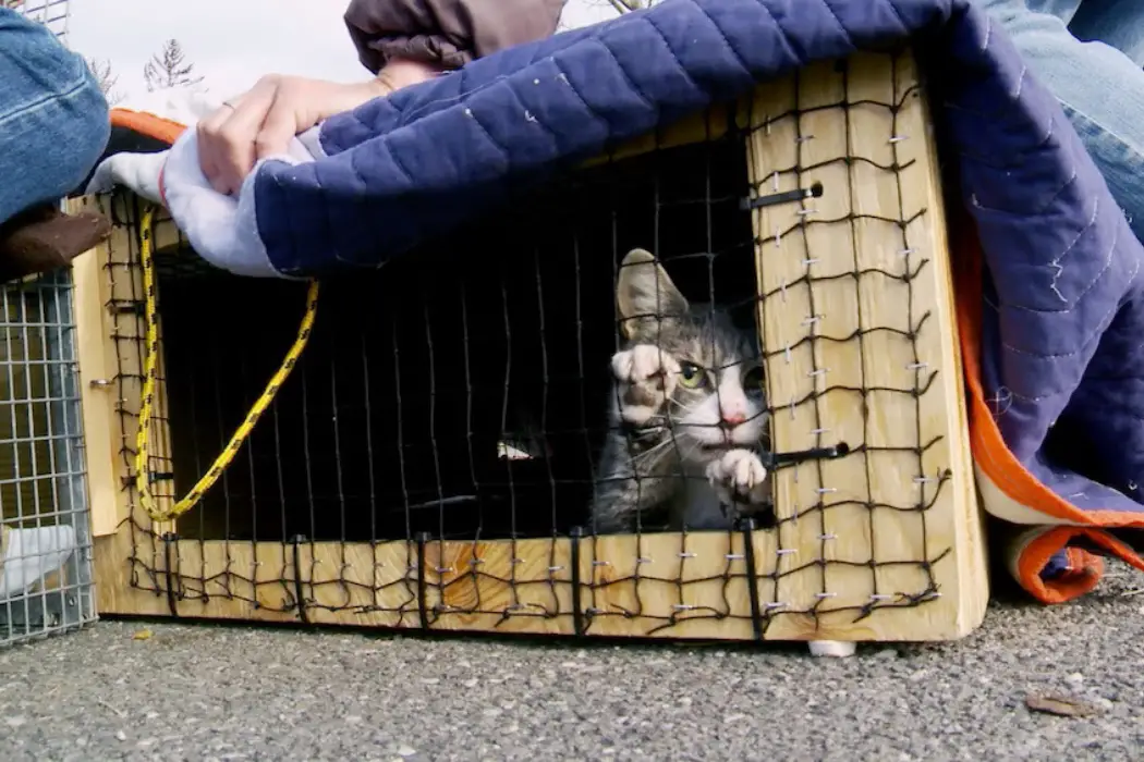 THE CAT RESCUERS: A Poignant Exploration of an Important Issue