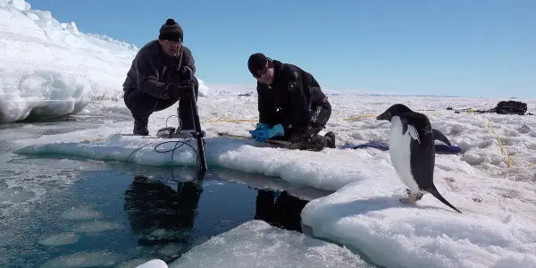 In Disney Nature's PENGUINS: LIFE ON THE EDGE, It's Filmmakers Versus Penguins