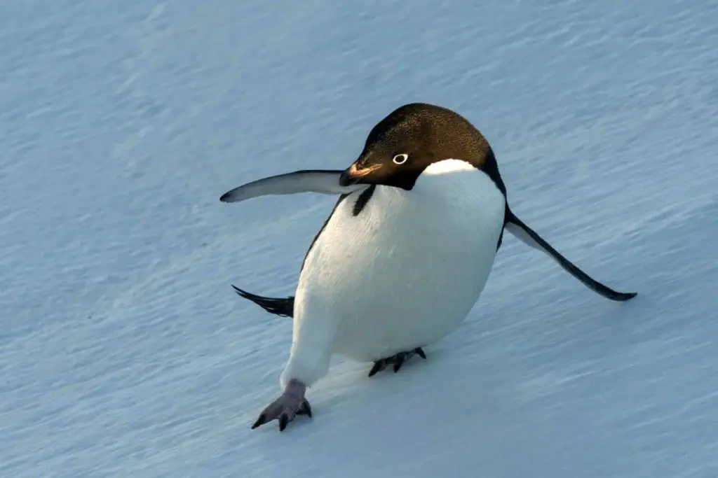 In Disney Nature's PENGUINS: LIFE ON THE EDGE, It's Filmmakers Versus Penguins