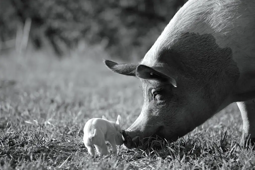 GUNDA: A Pig’s Life in Black and White