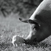 GUNDA: A Pig’s Life in Black and White